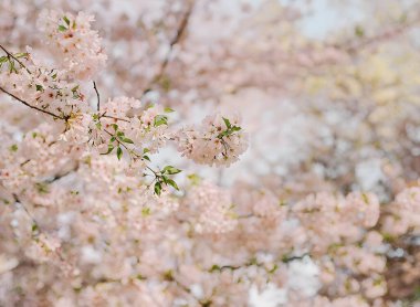 Baharın güneşli bahçede açtığı güzel pembe çiçekleri gösteren dallarda kiraz çiçekleri açar..