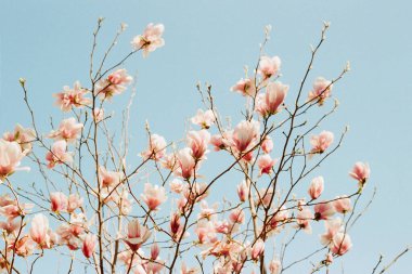 Narin pembe manolya çiçekleri tam çiçeklenmiştir, canlı mavi gökyüzü ile güzel tezat oluştururlar..