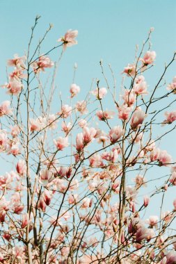 Pembe manolya çiçekleri çıplak dallarda canlı bir şekilde açar, parlak mavi gökyüzü ile çarpıcı bir kontrast yaratır..