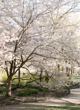 Narin pembe çiçeklerle süslenmiş ağaçlar baharda New York parkında sakin bir atmosfer yaratır..