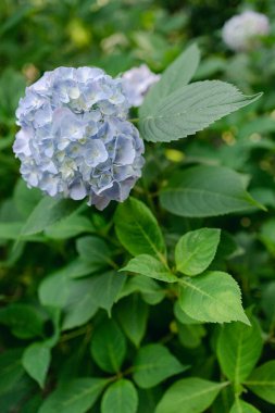 Narin mavi bir ortanca çiçeği durgun bir bahçedeki yemyeşil yaprakların arasında duruyor. Mevsimsel güzellikleri gözler önüne seriyor..