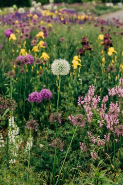 Değişik kır çiçekleriyle dolu canlı bir çayır, parlak bahar güneşinde renkler ve dokular sergiliyor..
