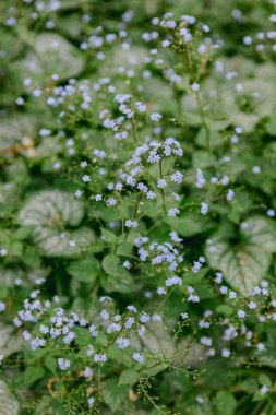 Narin mavi çiçekler bahçede canlı yeşil yapraklar arasında huzurlu bir atmosfer yaratır..
