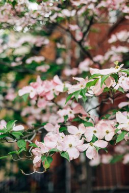 Dogwood ağacı canlı bir şehir ortamında yemyeşil çiçeklerle çevrili güzel açık pembe çiçekleri sergiler..