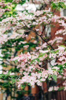 Narin pembe çiçekler, ilkbaharda şehir binalarının zeminine karşı bir ağaçta gelişir..