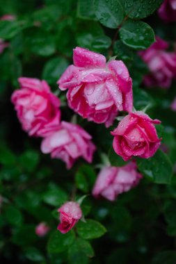Güzel pembe güller yağmur damlalarıyla parıldıyor, zengin yeşil yapraklarla çevrili, dingin ve taze bir atmosfer yaratıyor..