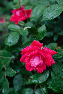 Kırmızı güller yapraklarına yapışmış yağmur damlaları gibi canlı renklerle parlıyor, bahçelerinin güzelliğini arttırıyor..