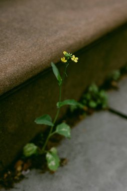 Küçük sarı bir çiçek beton çatlaklarda gelişir, kentsel bir ortamda doğanın esnekliğini gösterir..