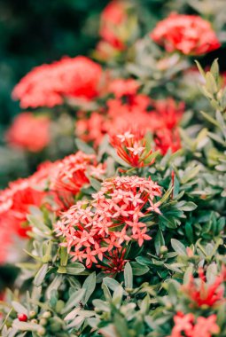 Canlı kırmızı çiçekler bir bahçede yeşil yapraklara karşı duruyor, baharın güzelliğini ve doğanın renklerini sergiliyorlar..