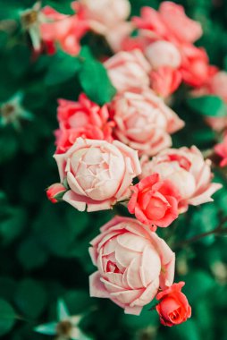 Canlı pembe ve beyaz güller yemyeşil bir bahçede serpilmiş ilkbaharda doğanın güzelliğini sergiliyor..