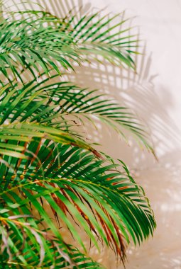 Yeşil palmiye yaprakları, parlak bir duvarda gölgeler oluşturarak doğal güzelliği ve sükuneti vurgulayan canlı bir görüntü oluşturur..