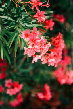 Renkli pembe çiçekler yeşilliği süslüyor, parlak bir bahar gününde doğanın güzelliğini gözler önüne seriyor..