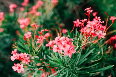 Parlak pembe çiçekler bir bahar bahçesinde canlı yeşil yaprakların arasında ortaya çıkar, doğanın güzelliğini ve tazeliğini gösterir..