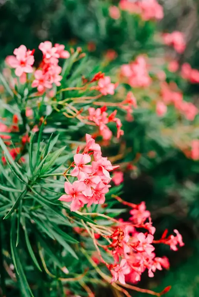 Renkli pembe çiçekler bir bahçede serpilmiş, tam güneş ışığında doğal güzellikler sergiliyor..