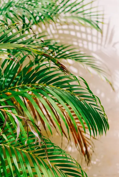 Bereketli yeşil palmiye yaprakları sergilenir, parlak bir iç mekan olan sıcak bir duvara karşı karmaşık gölgeler bırakır..