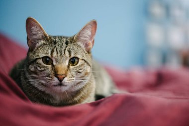 Bir tekir kedi, kırmızı bir battaniyenin üzerinde rahat bir şekilde uzanıyor..