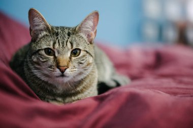 Bir tekir kedi kırmızı bir battaniyenin üzerinde yatıyor, merak uyandırıcı bir şekilde kapalı bir alanda yatıyor..
