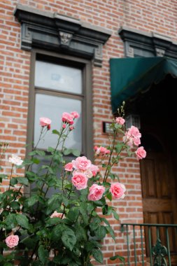 Pembe güller tuğladan bir evin önünde serpiliyor, kırsal mimariye karşı canlı çiçekler sergiliyor..