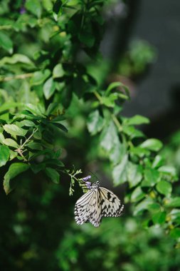 Güzel desenli bir kelebek bereketli yeşil yaprakların üzerinde parlak güneş ışığı altında sakin bir bahçede duruyor..