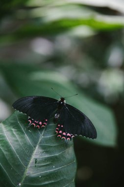 Siyah kanatlı ve pembe aksanlı kelebek yemyeşil bir bahçedeki canlı bir yaprağın üzerinde duruyor..