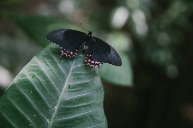 Bu kelebek, çarpıcı siyah kanatları ve pembe aksanıyla yemyeşil bir tropikal ormanda bir yaprağın üzerine tünemiştir..