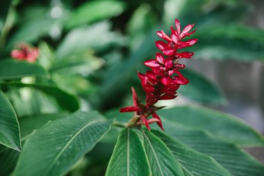 Çarpıcı bir kırmızı çiçek, tropik bir bahçedeki yeşil yapraklara karşı duruyor..