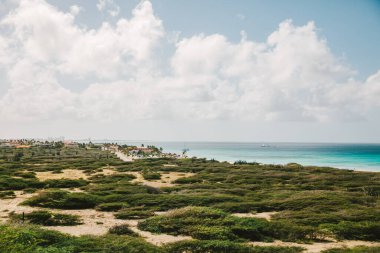 Sahil bitki örtüsü, sakin okyanusun yavaşça Aruba 'daki kumlu sahili kapladığı parlak bir gökyüzü altında gelişir..