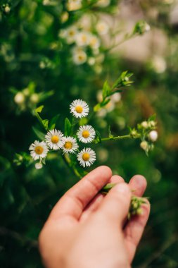 Bir el, bahçedeki yemyeşil yaprakların arasında açan küçük beyaz çiçekleri nazikçe yakalar..
