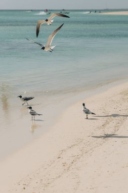 Diğerleri yukarıda uçarken, martılar sahilde yiyecek arıyorlar, sakin okyanus sularının yakınında güneşli bir günün tadını çıkarıyorlar..