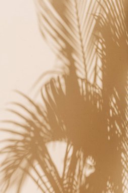 Palmiye yaprakları bej arka planda karmaşık gölgeler oluşturur. Işığın ve doğanın güzelliğini vurgularlar..