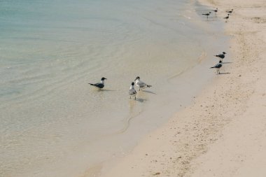 Martı sürüleri kumlu sahilde dinlenirken yumuşak dalgalar açık gökyüzünün altındaki kıyılarda süzülüyor..