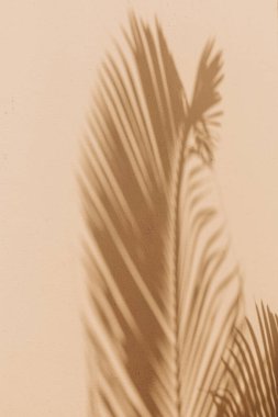 Bir palmiye yaprağının yumuşak gölgeleri sıcak bir duvarda karmaşık desenler oluşturur..