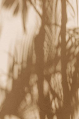 Tropikal bitki gölgeleri sıcak bir öğleden sonra güneşli bir duvara karşı karmaşık bir desen oluştururlar..