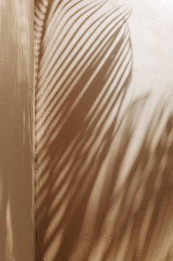 Palmiye yaprakları tarafından oluşturulan uzun gölgeler öğleden sonra güneş ışığında yumuşak bir duvar süsler..