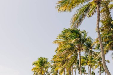 Sakin bir tropikal plajda, güneş ışığında sallanan uzun palmiye ağaçları dinlenmek için sakin bir yer yaratır..