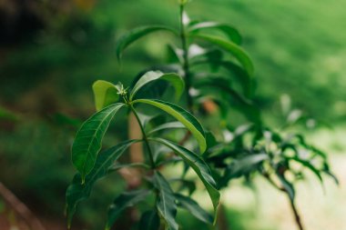 Bereketli yeşil yaprakların yakın görüntüsü gün ışığında huzurlu bir ormanda doğanın güzelliğini vurguluyor..