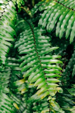 Eğreltiotu yapraklarının bu canlı görüntüsü gölgeli bir bahçede zengin yeşillikler ve doğal dokular sergiliyor..