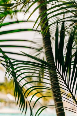 Tropik palmiye yaprakları, arka planda parlak bir gökyüzünün altında ışıldayan bir havuzu olan sakin bir tatil köyü çerçevesi oluşturur..