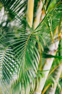 Titrek palmiye yaprakları, ılık ve güneşli havalarda zengin yeşillikler sergiliyor..