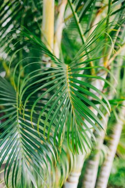 Titrek palmiye yaprakları güneşli bir bahçede tropikal bir atmosfer yaratır. Doğanın dinginliğini ve güzelliğini somutlaştırır..