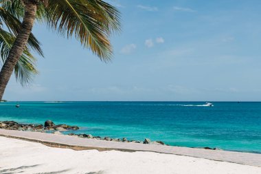 Turkuaz suları olan parlak bir sahil ve uzaklarda yol alan bir tekne, palmiye ağaçlarının altında güneşli bir öğleden sonranın tadını çıkarıyor..