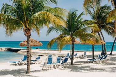 Plaj sandalyeleri palmiye ağaçlarının altındaki kumlu sahile dizilir, berrak mavi okyanusta rahatlamaya yol açar..