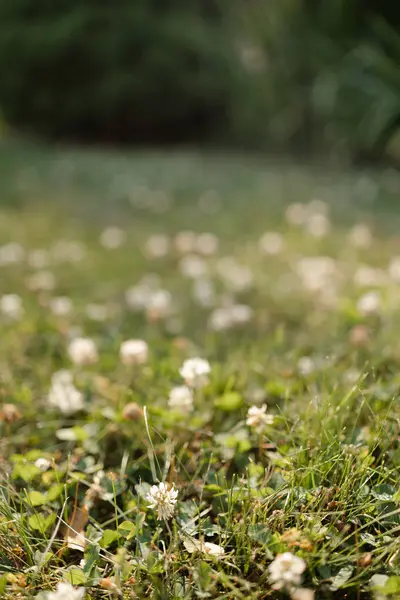 Beyaz yonca çiçekleri sıcak güneşin altında yemyeşil bir çimenlikte serpilmiş huzurlu bir bahar öğleden sonrası boyunca..