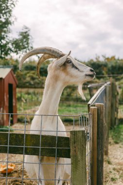 Meşhur boynuzları olan bir keçi, yemyeşil bir çiftlik ortamında ahşap bir çitin üzerinden gözlerini dikiyor..