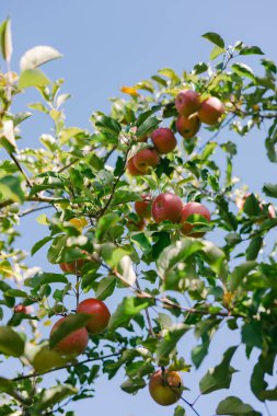 Parlak kırmızı elmalar, güneşli bir meyve bahçesindeki yeşil yapraklardan bol bol sarkıyor, hasatın özünü somutlaştırıyor..