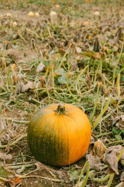Aydınlık bir sonbahar gününde kurumuş bitkilerle dolu kuru bir tarlada tek başına duran bir balkabağı..