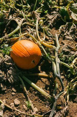 Canlı bir balkabağı yeşil sarmaşıklarla ve toplanmış toprakla çevrili yerde uzanır ve sonbaharın güzelliğini gösterir..