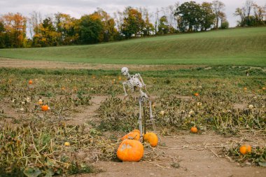 Bir iskelet, sonbahar yaprakları ve yeşil bir tarlayla çevrili bir kabak tarlasında kabakların üzerine eğilir..