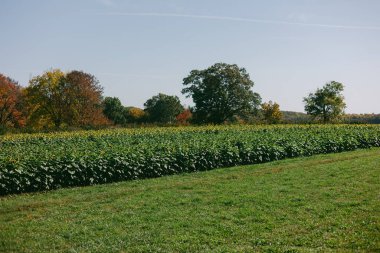 Bereketli bir ayçiçeği tarlası araziye yayılır, canlı sonbahar renkleri ve parlak mavi bir gökyüzü sergiler..