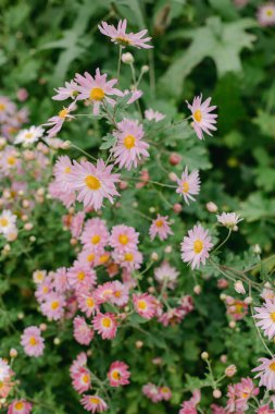Canlı pembe papatyalar ve narin çiçekler parlak gün ışığı altında serpilen bir bahçede büyür..